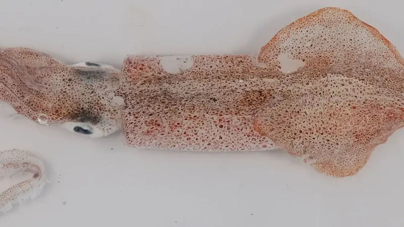 Doryteuthis pealeii, Atlantic longfin squid, 100 mm.