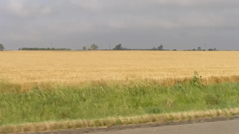 Campo de trigo en el centro de Kansas.