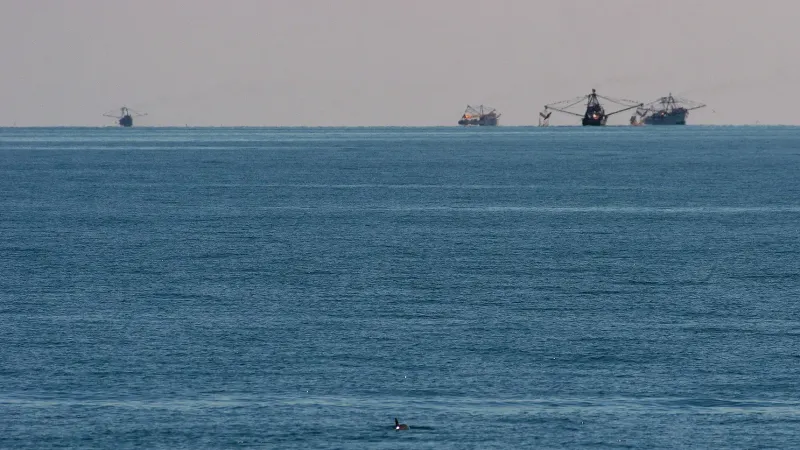 Una vaquita (Phocoena sinus) en primer plano con barcos de pesca en el fondo.
