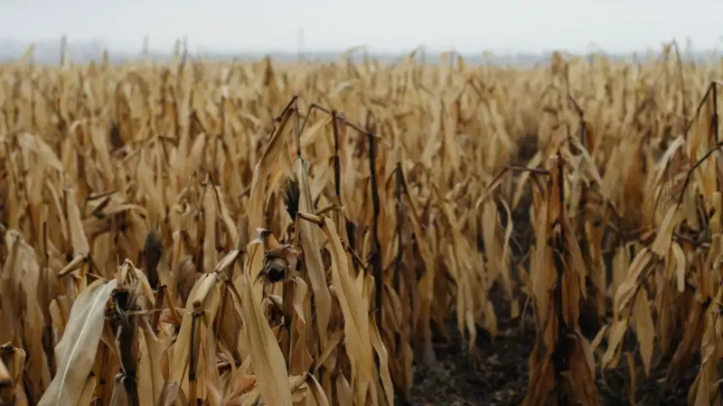 Un campo de maíz brumoso de otoño con plantas de maíz seco y un horizonte de niebla.