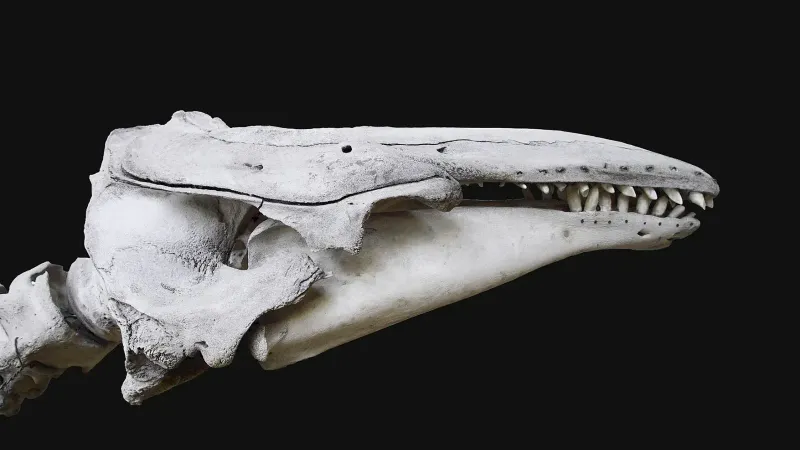 Delphinapterus leucas, Beluga, (White whale), skull.