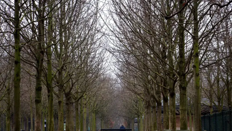 Chairs and benches among leafless trees in a Paris park, capturing a serene winter scene.