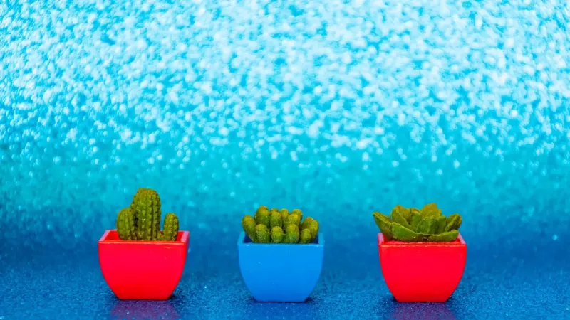 Cactus coloridos y suculentas en macetas sobre un fondo azul brillante. Perfecto para un refrescante tema de jardín interior.