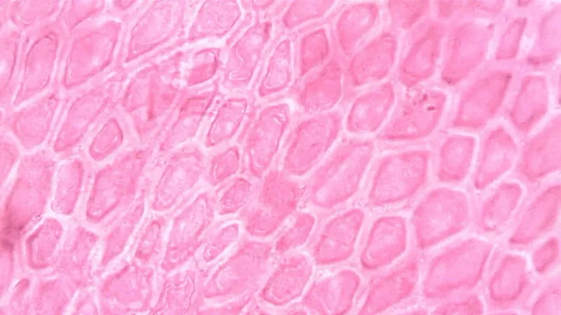 Detailed view of pink cell structures captured through a microscope lens enhancing cell pattern.