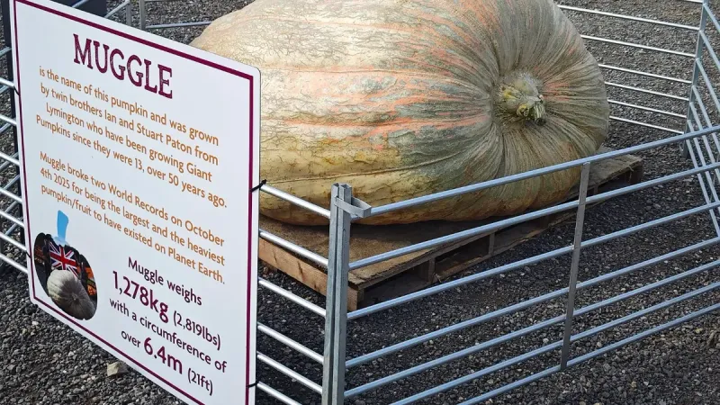 Calabaza de tamaño récord mundial (1.278,8 kg; 2.819.3 lb) cultivada por Ian y Stuart Paton de Lymington, Inglaterra, en 2025.