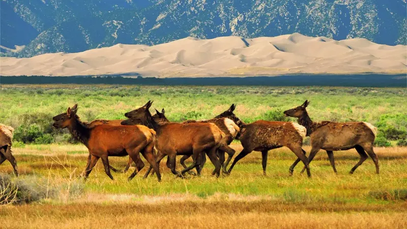 NPS/Patrick Myers Muchos asumen que los alces son una especie de montaña, pero antes de asentarse en el oeste americano, vivían principalmente en praderas y pastizales abiertos.