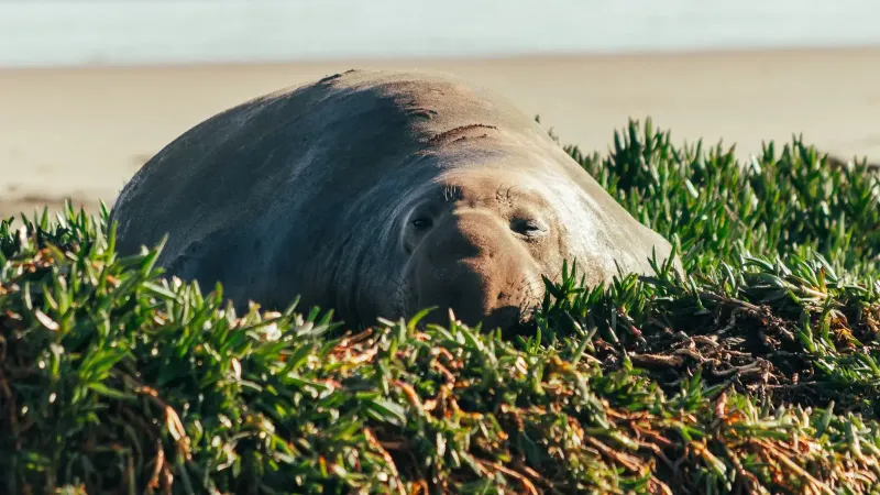 A southern elephant seal rests near the sea in lush greenery on a sandy beach.