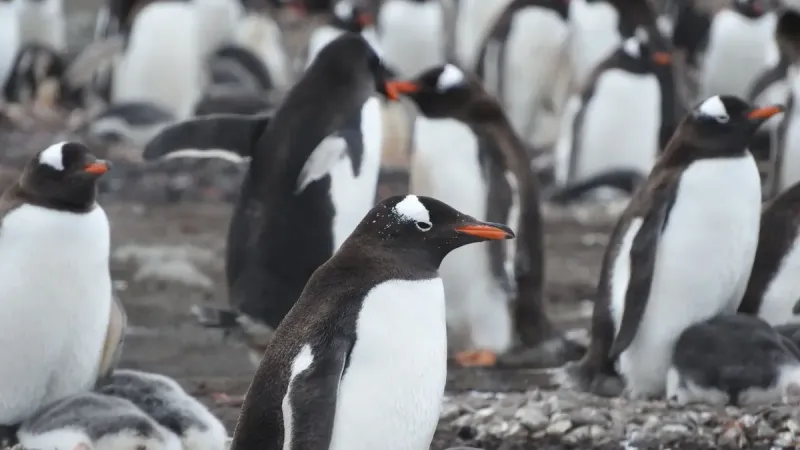 Los pingüinos gentoo se reúnen en una orilla rocosa, mostrando sus vibrantes picos naranjas.
