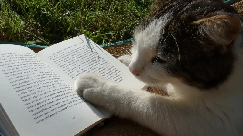 a cat with a book