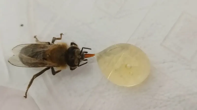 Miel de abeja (Apis mellifera) trabajador (mujer) bebiendo miel.
