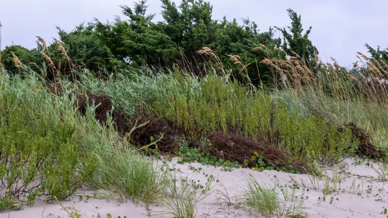 Exuberantes dunas verdes y pastos en Atlantic Beach, Carolina del Norte en un día de brisa.