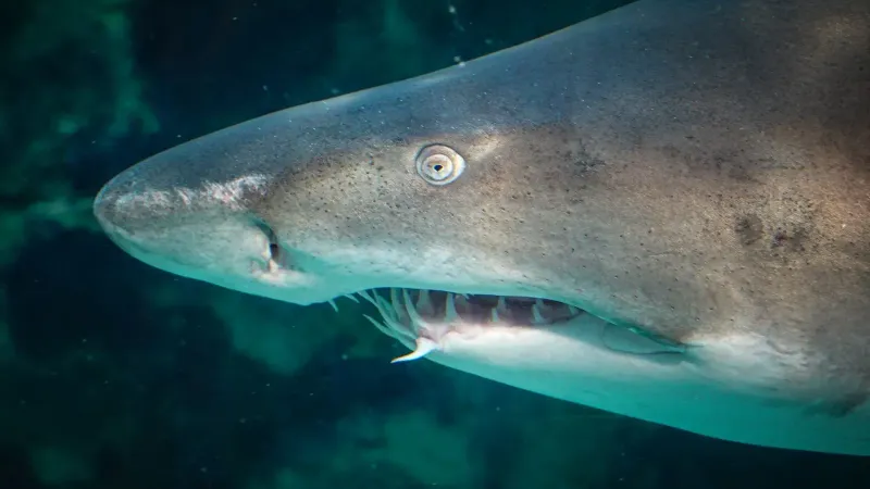 Dramatic close-up of a shark swimming in the ocean, showcasing its sharp teeth.