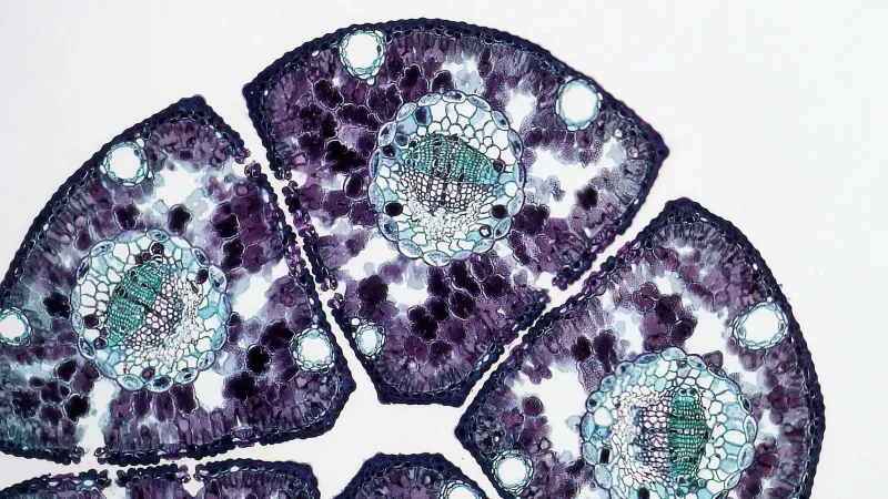 Vista microscópica de la sección transversal del tejido vegetal que destaca la estructura celular para el análisis científico.