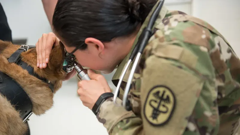 Examen físico de perros de trabajo militares (5296491)