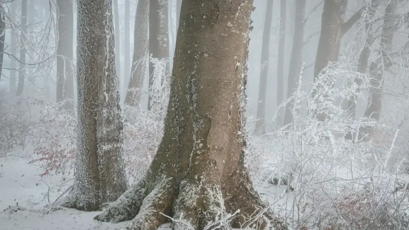 Una serena escena de bosque invernal con árboles cubiertos de nieve en un día de niebla, evocando tranquilidad.